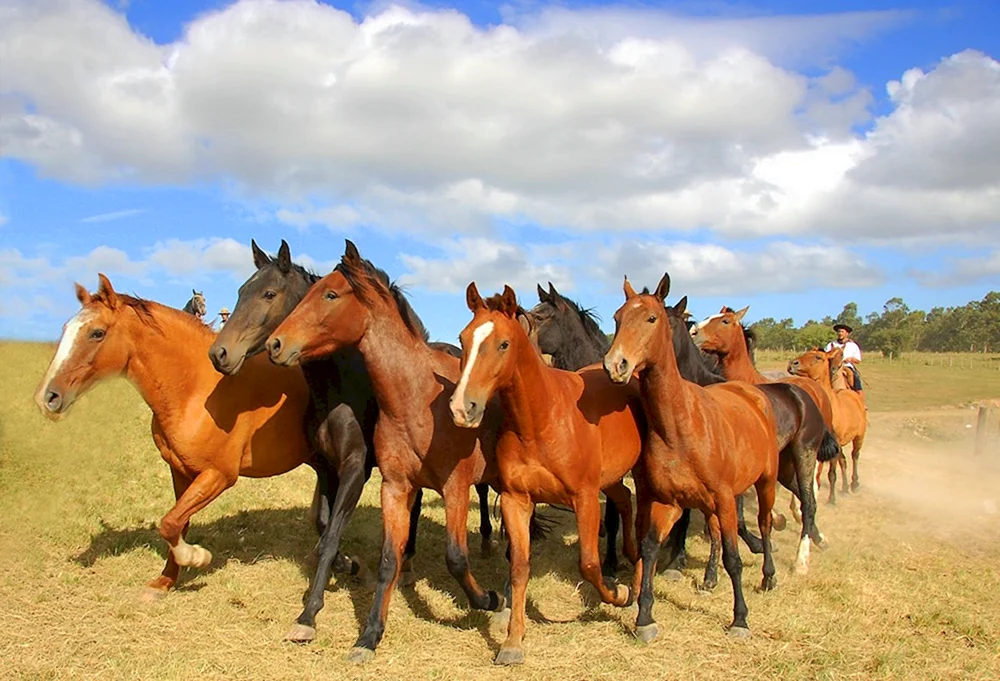 Eine Herde Mustangs