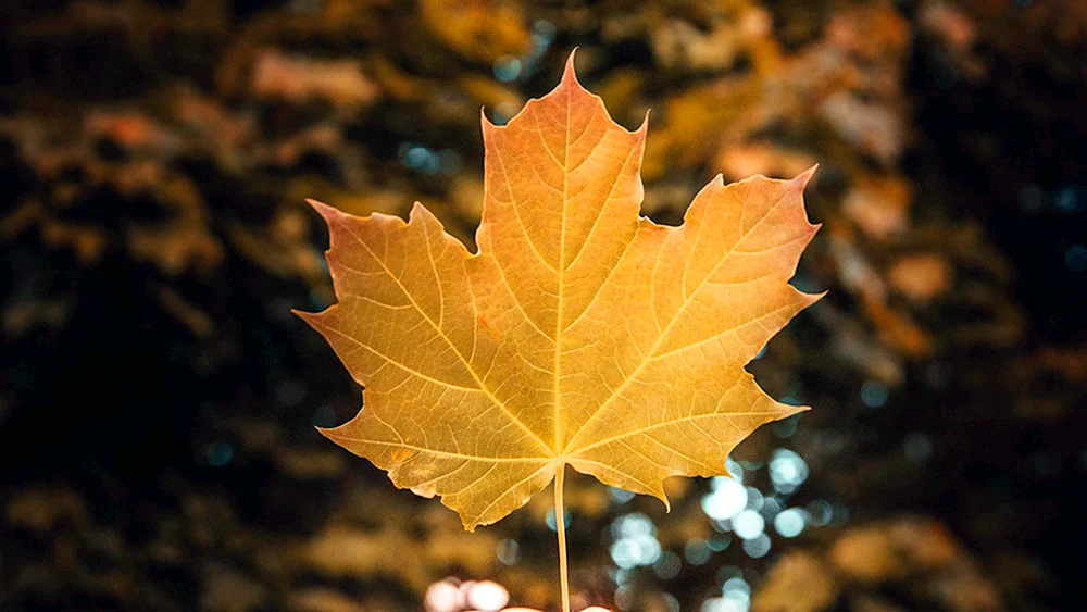 Herbstliches Ahornblatt