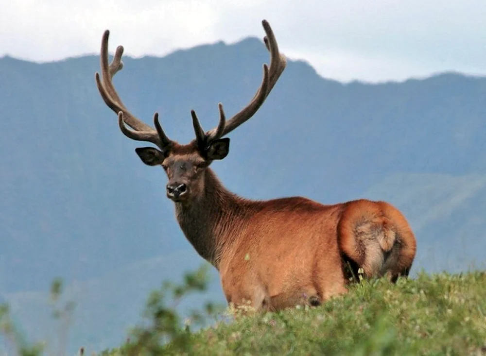 Marals Altai Region