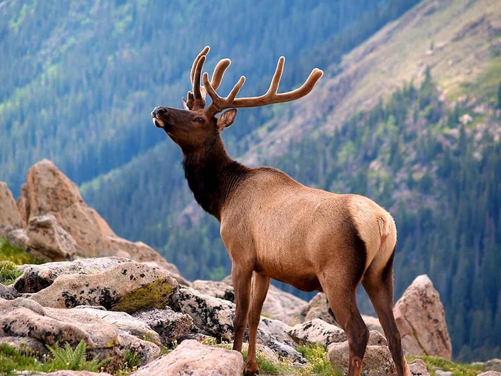 Marals Altai
