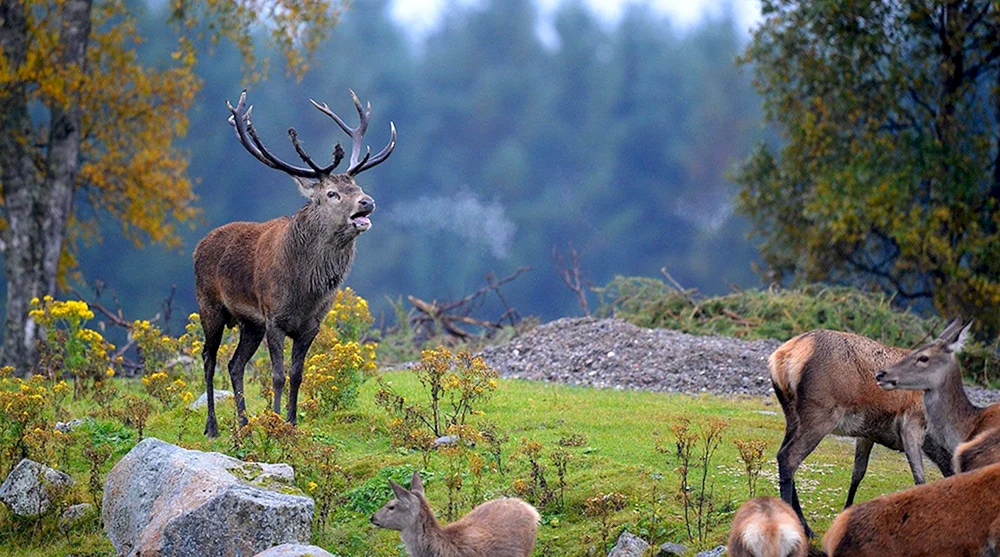 Marals-Gebirge Altai
