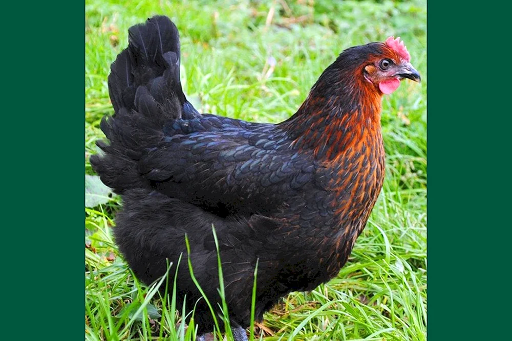 Maran schwarz kupfer
