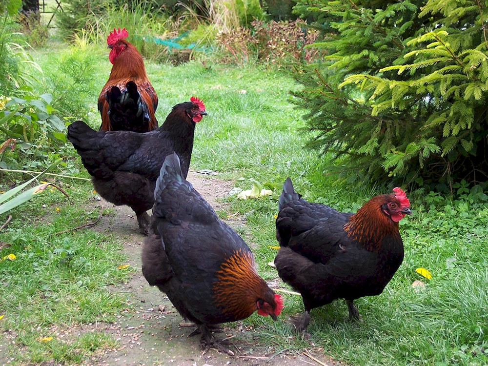 Maranhühner schwarz kupfer