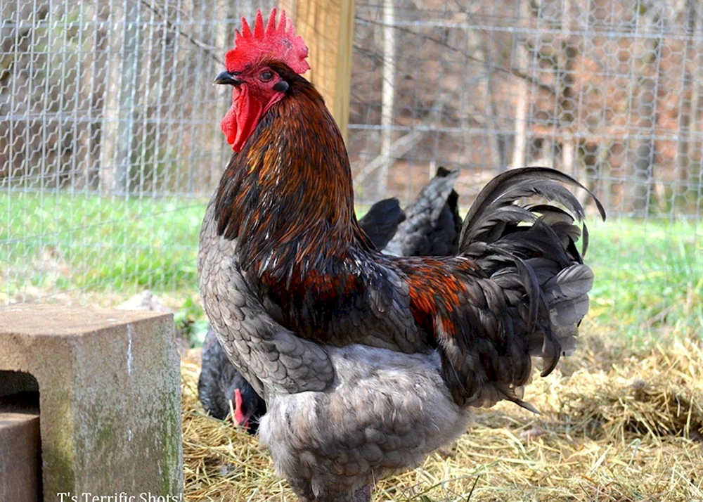 Maranhühner schwarz kupfer