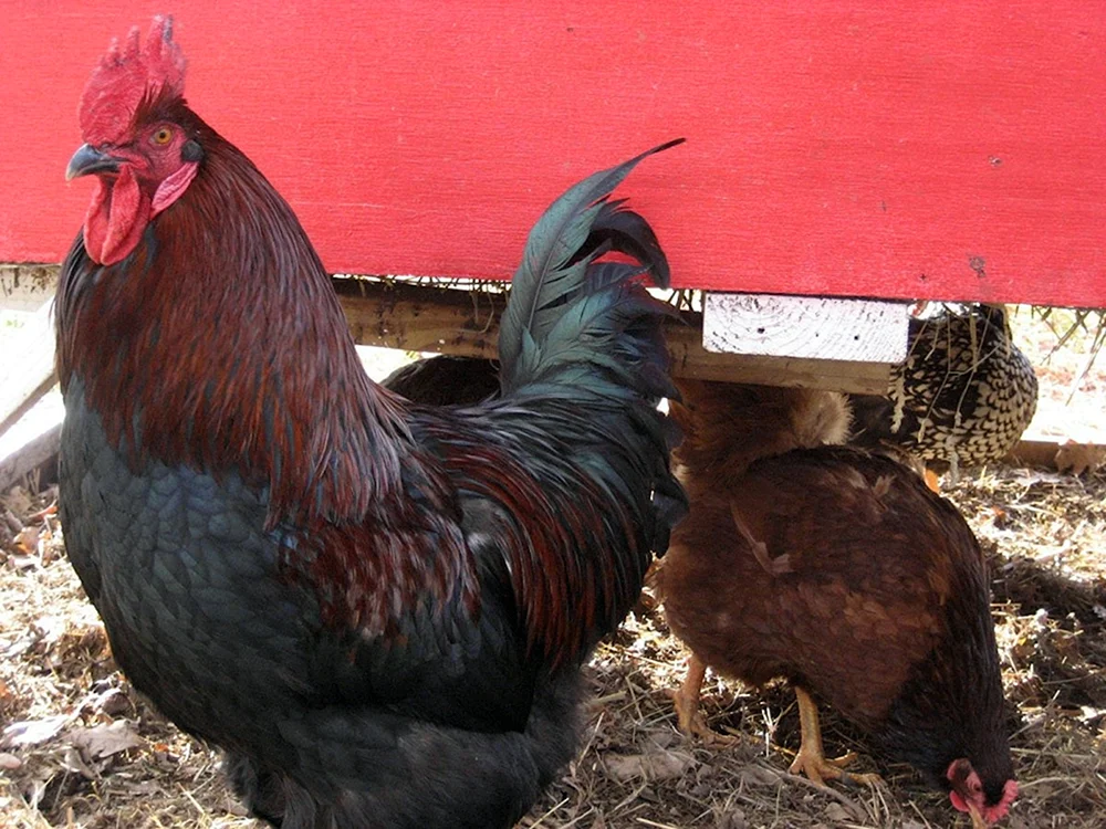 Rot Maran