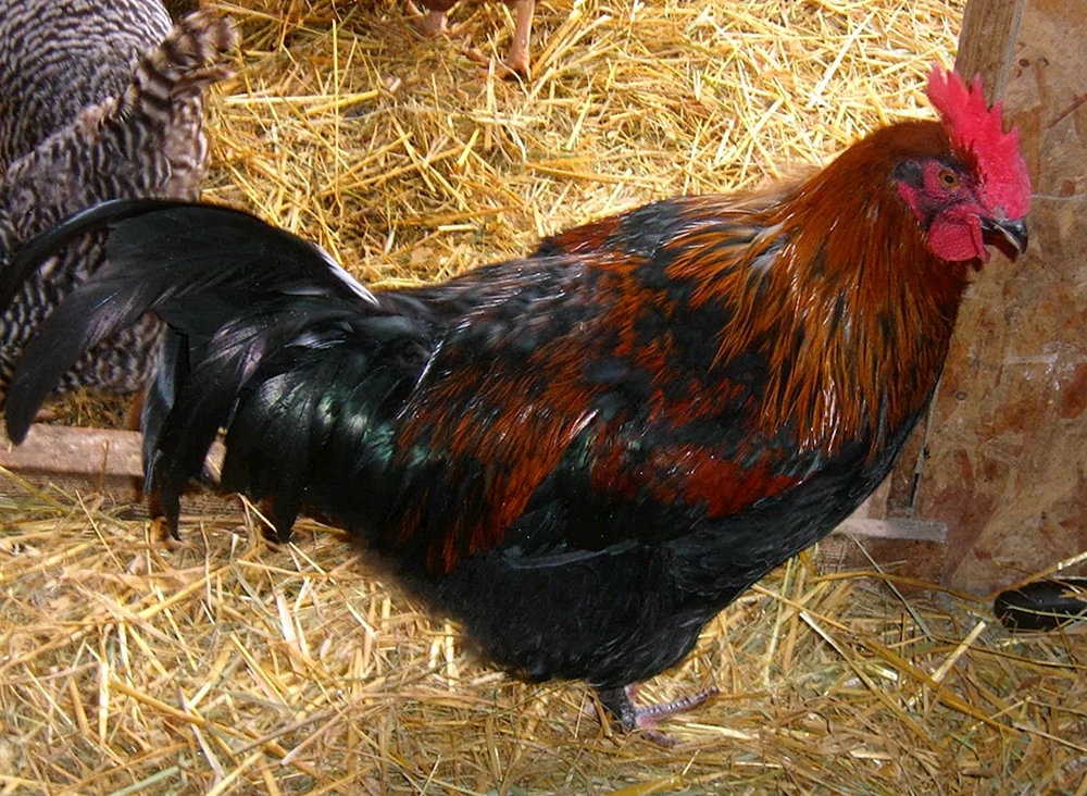 Maranhühner schwarz kupfer