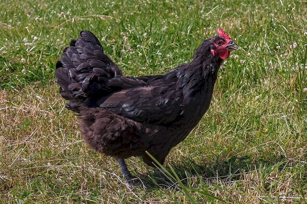 Dominant Maran Hühner