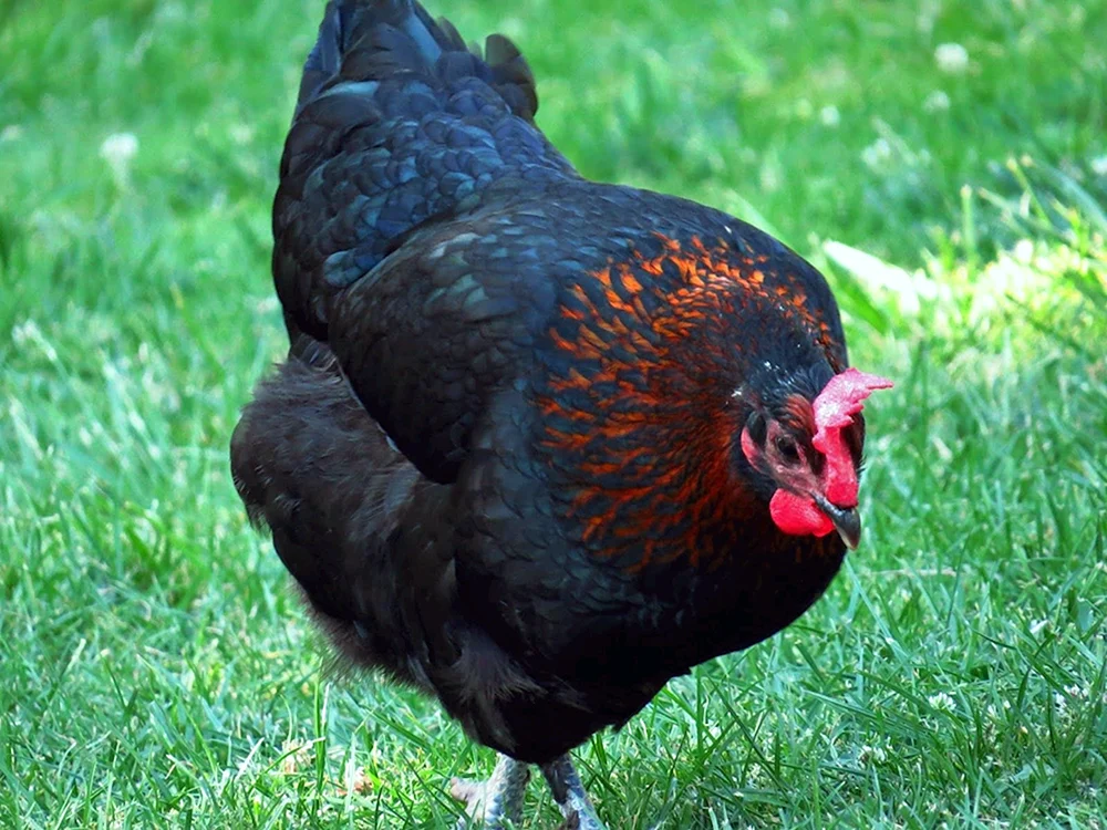 Ayam Tsemani