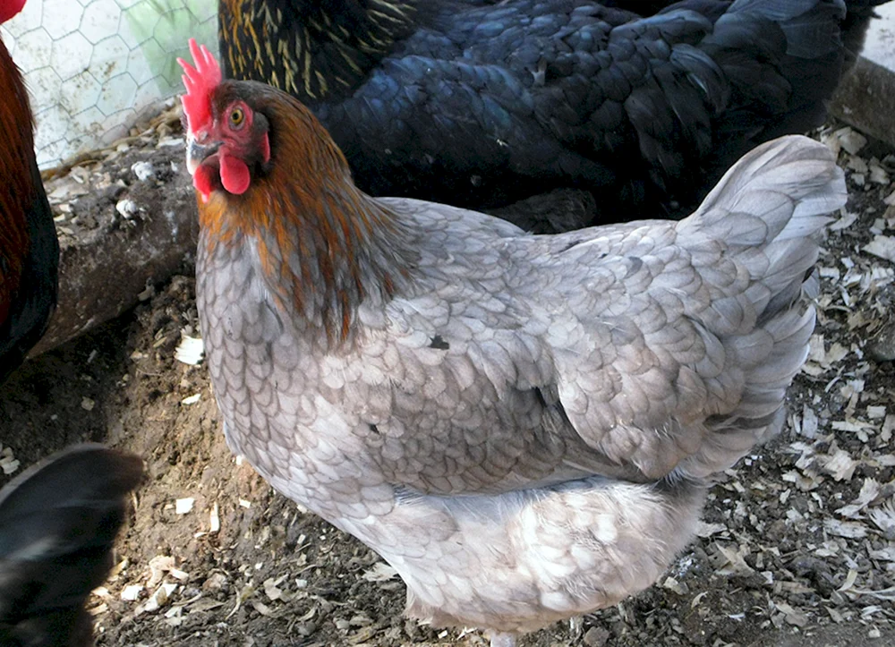 Maranhühner schwarz kupfer
