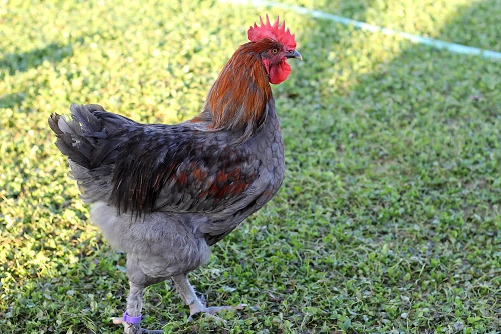 Maran Hühner schwarz kupfer