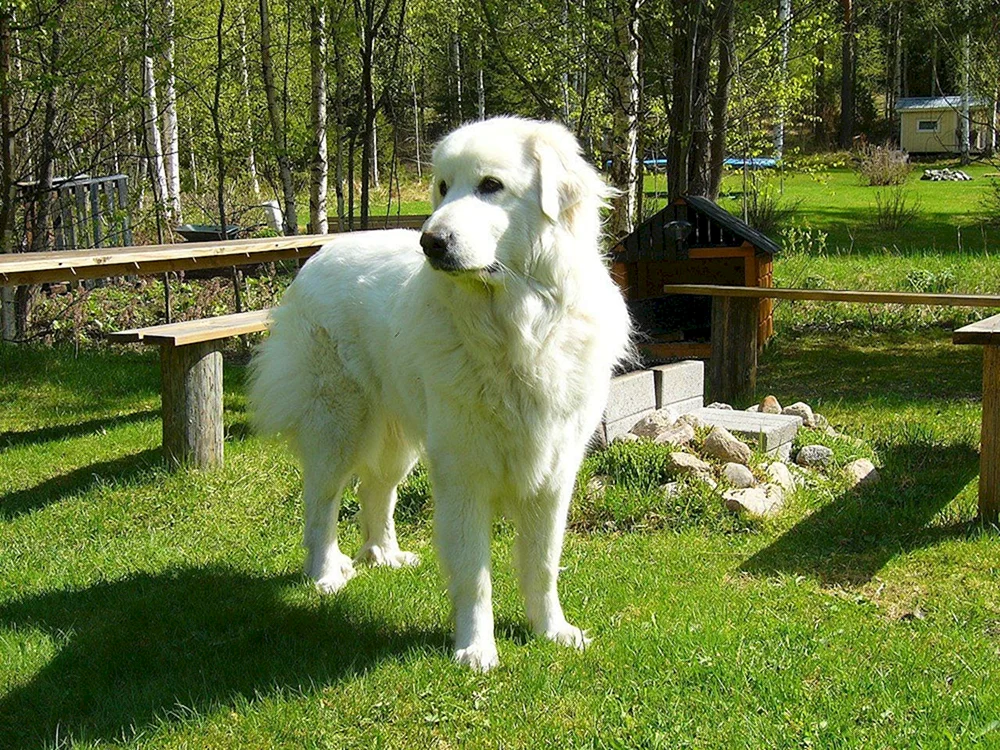 Maremma Hund. Abruzzesischer Schäferhund