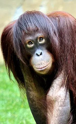 Affe Dryas