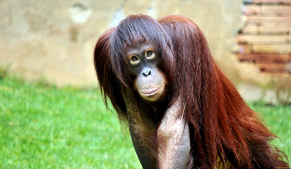 Affe Dryas