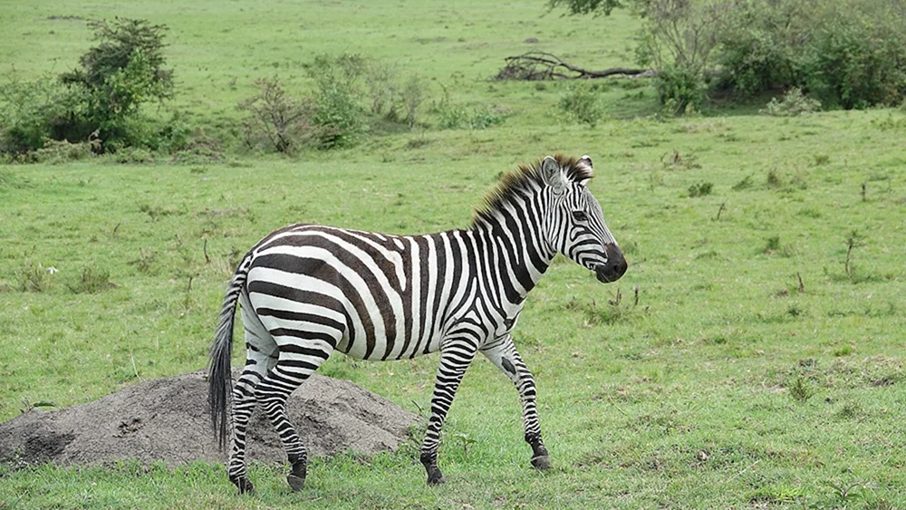 Säugetiere Tiere