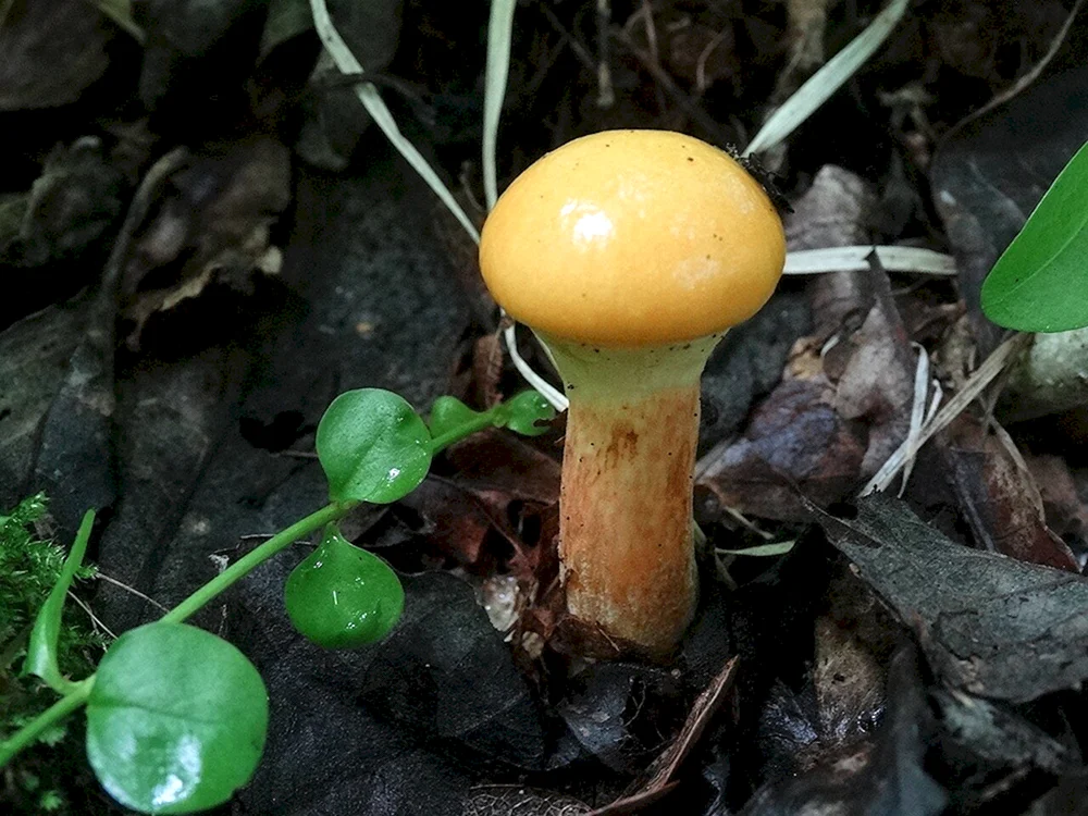Tannenpilz