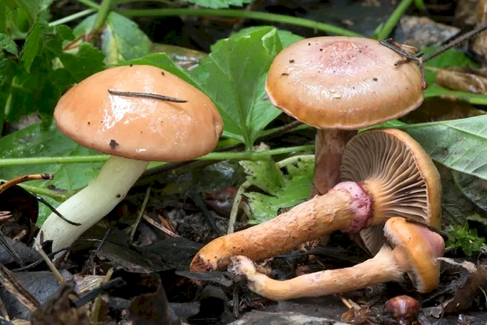 Sibirischer Pilz