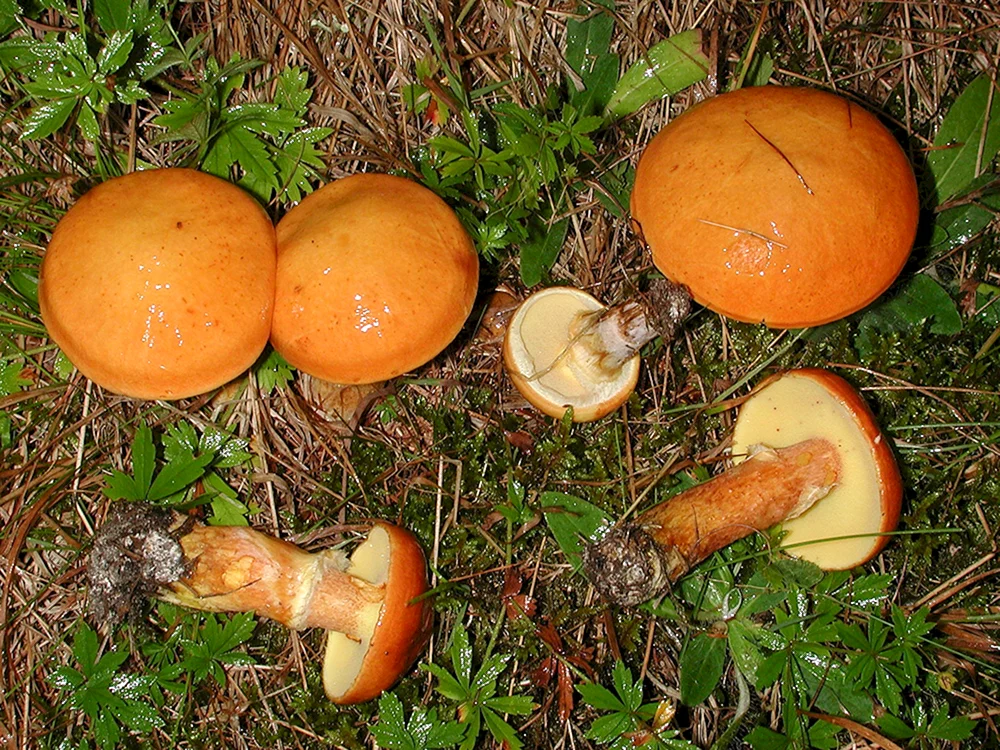 Moospfefferpilz