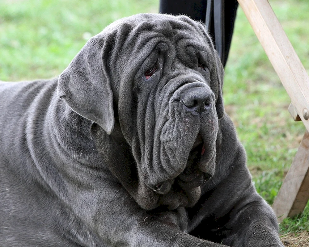 Dänischer Mastiff Gibson