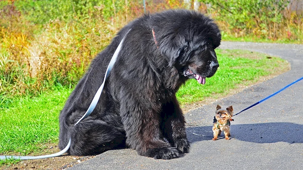 Leonberger