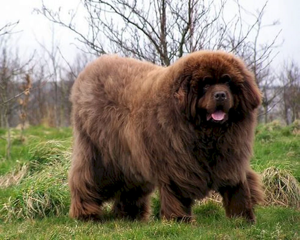 Newfoundland Mastiff