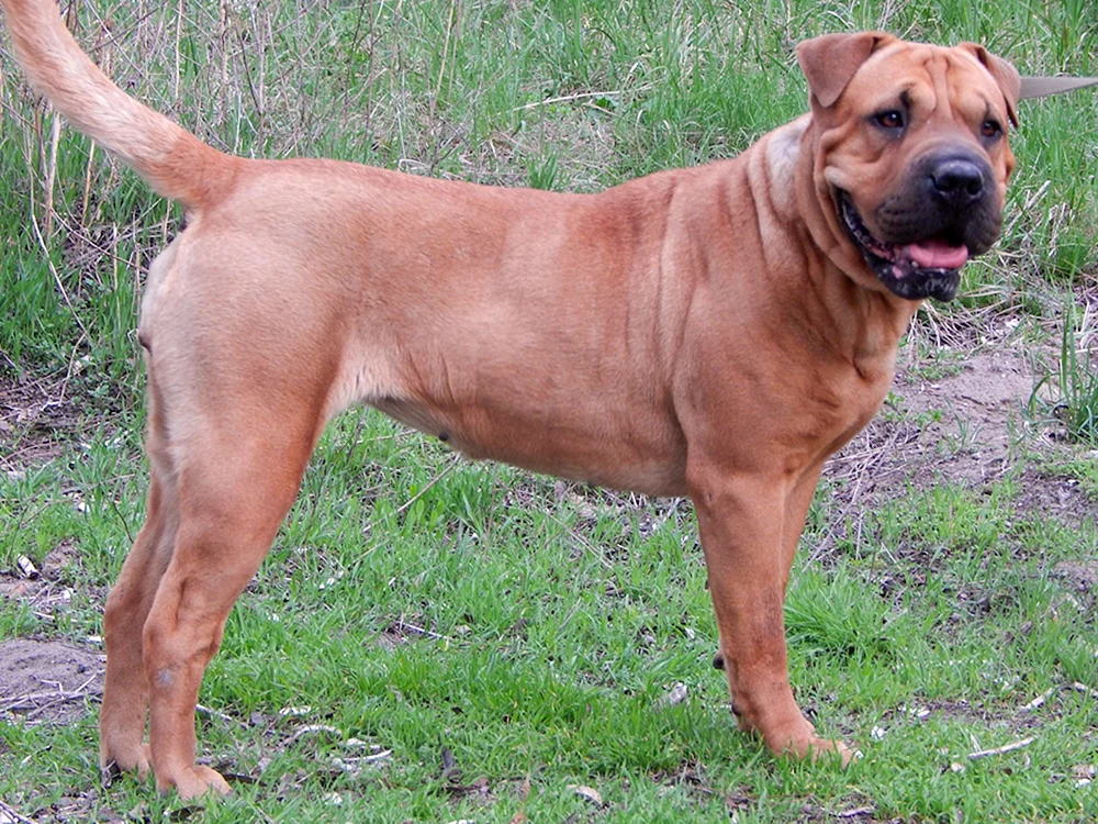 Mastiff Sharpei