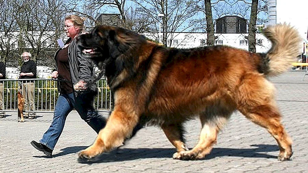 Mastiff Wolfshund