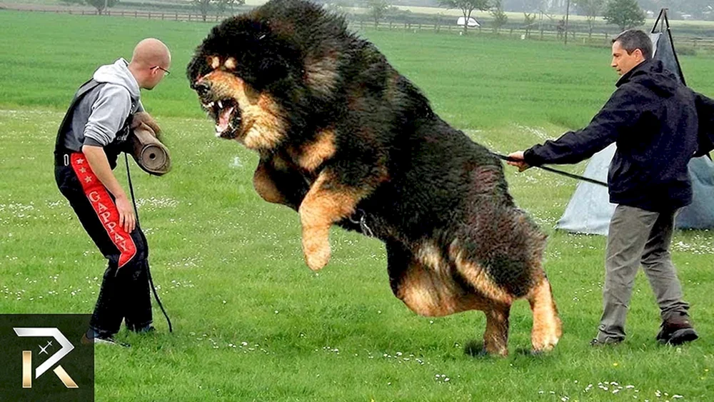 Mastiff Wolfshund