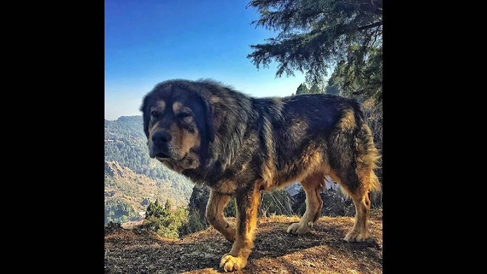 Mastiff-Wolfshund