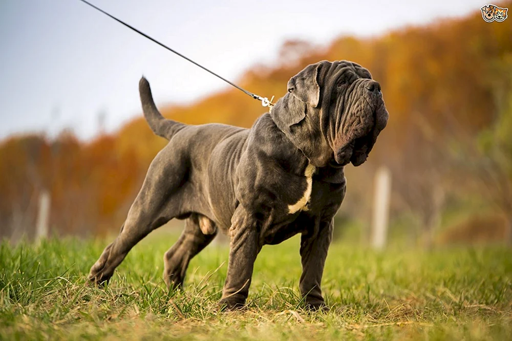 Englischer Mastiff