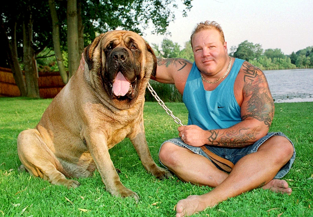 Mastino Neapolitano Hercules