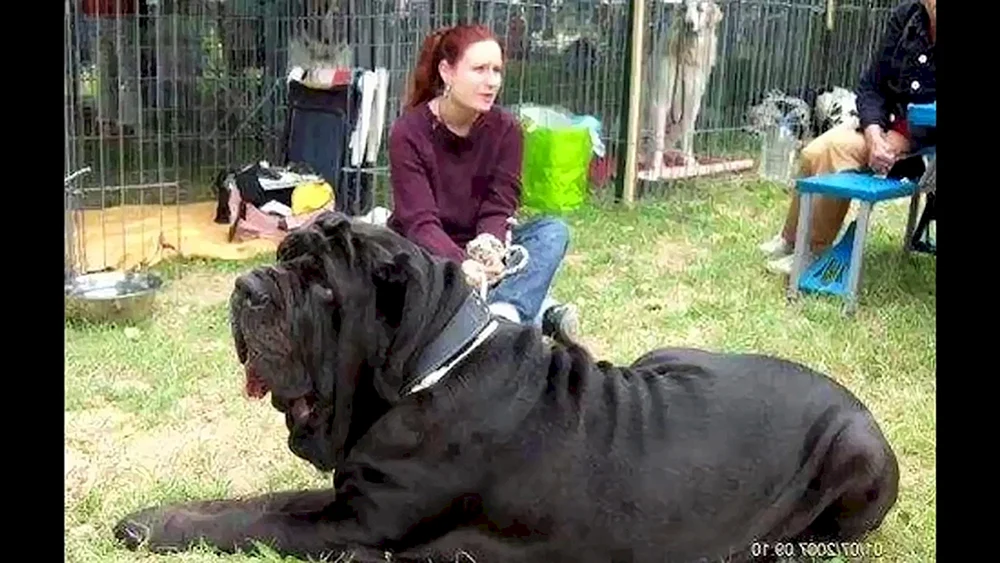 Mastino Neapolitano Hund