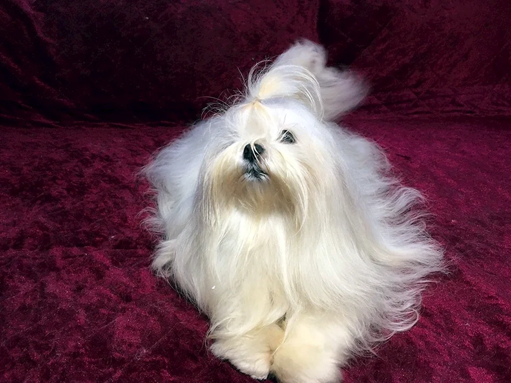 Teacup Shih Tzu