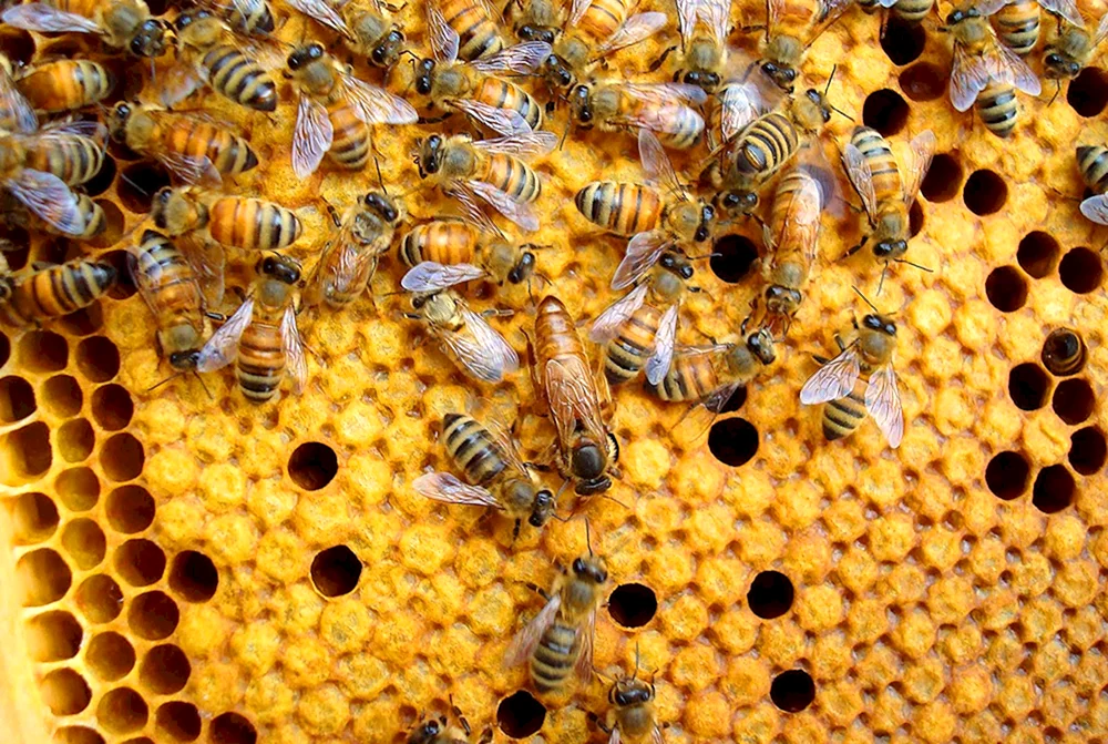Carnica Karpaten Buckfast Bienenpaarung