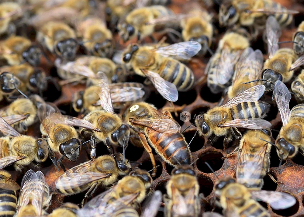 Bienenfreundin Carnica Karpaten Buckfast