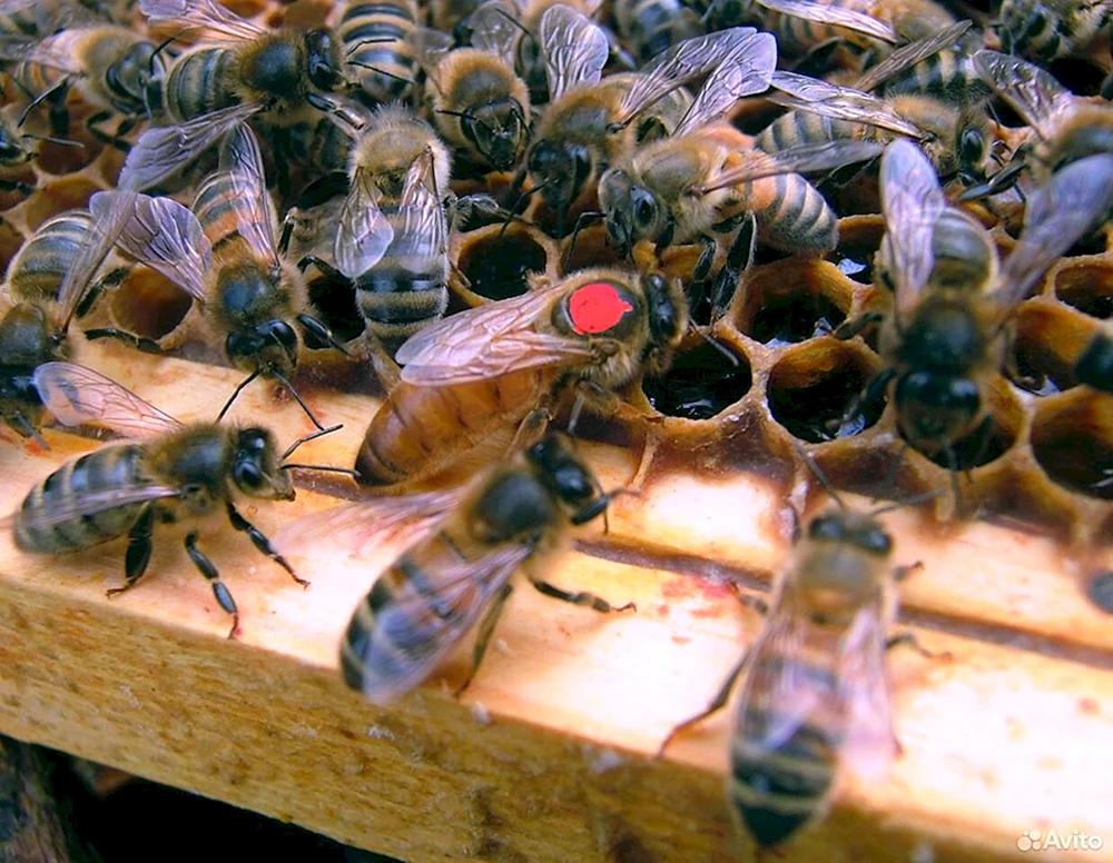 Carnica Bienenfreundin Carnica Karpaten Buckfast