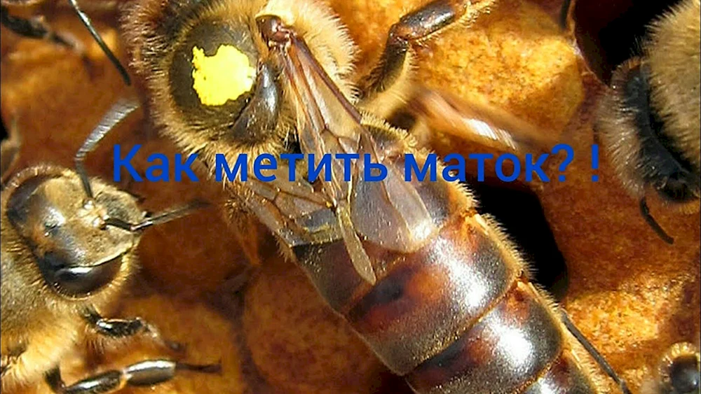 Buckfast Bienenpaarung Buckfast