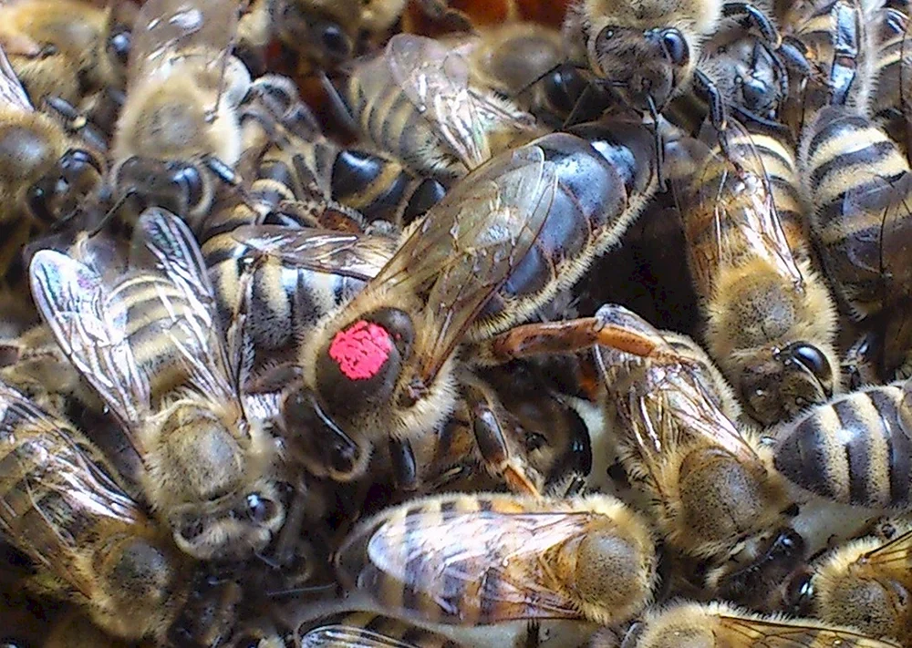 Buckfast Bienenpaarung Carnica Karpaten Buckfast