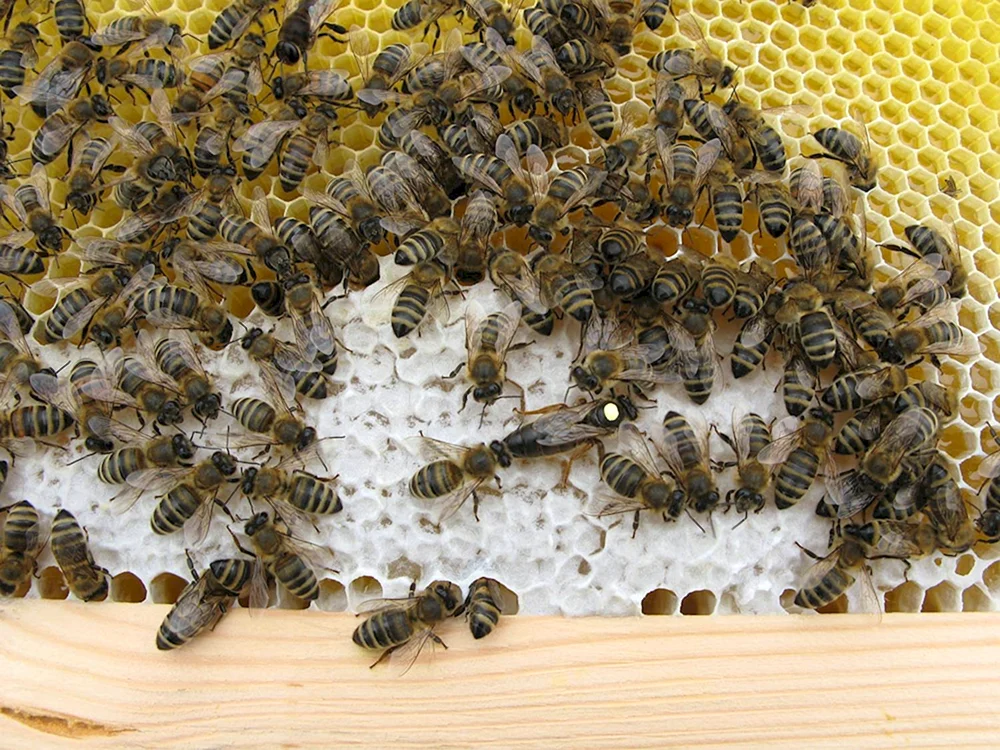 Buckfast Bienenpaarung