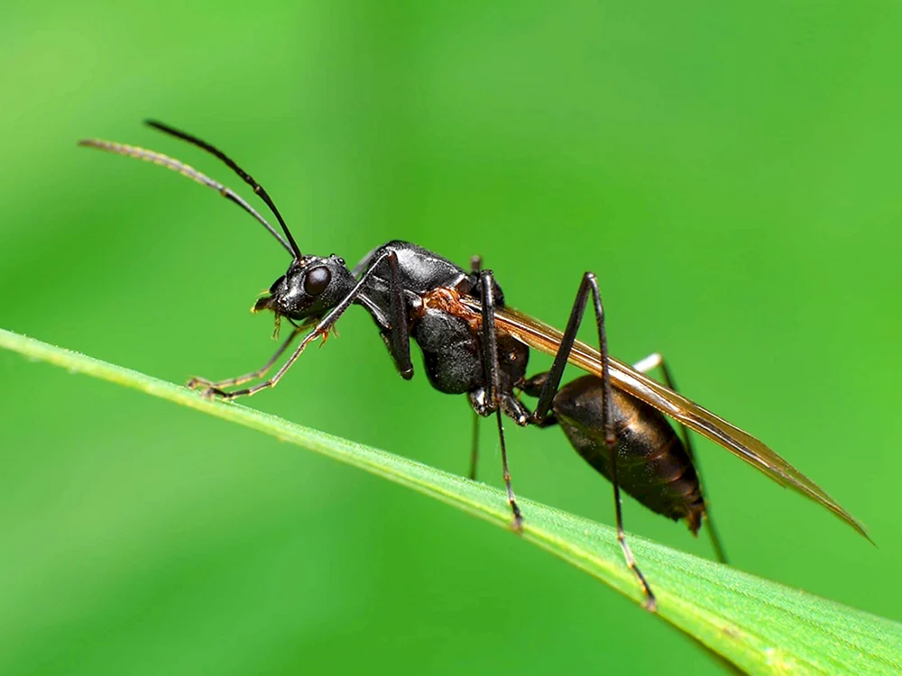 Fliegende Ameisenkönigin