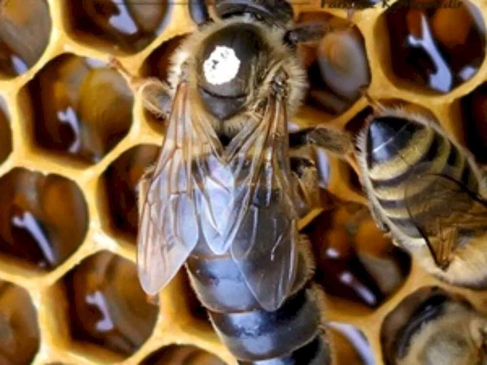 Bienenfreundin Carnica Karpaten Buckfast