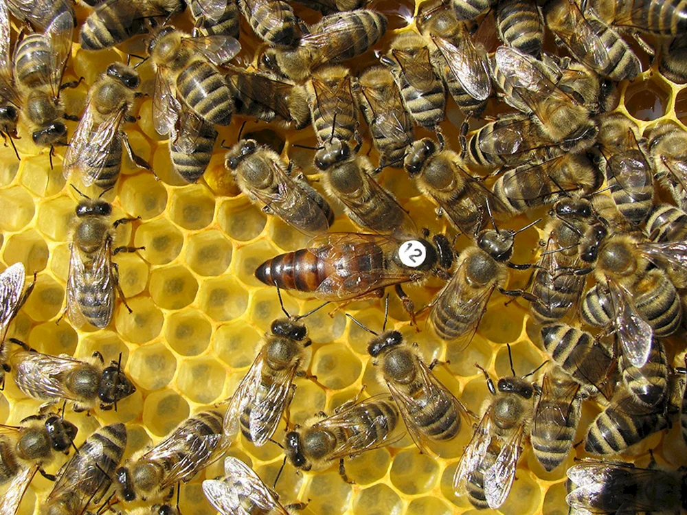 Buckfast Bienenpaarung