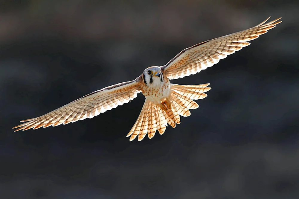 Vogel im Flug