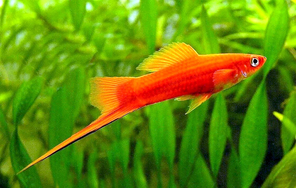 Mechenoceros Fisch