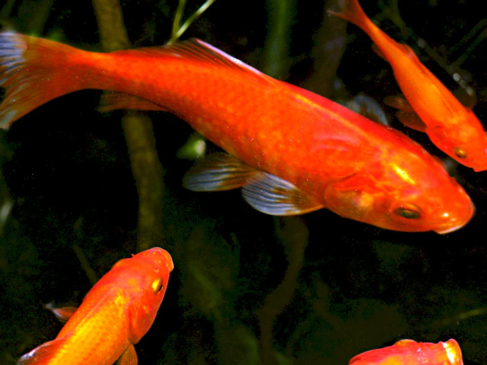 Schwertfisch-Aquarienfische