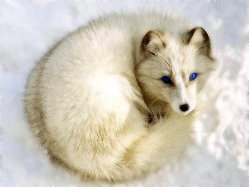 Polarfuchs