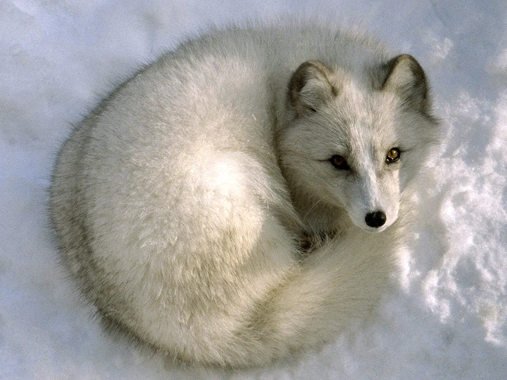 Polarfuchs