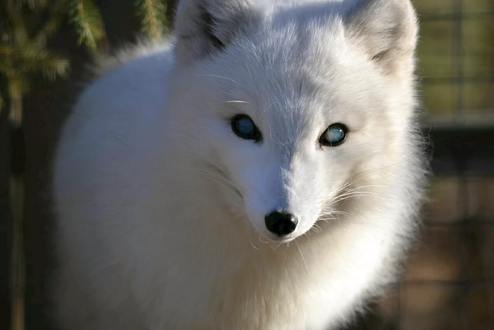 Polarer Fuchs