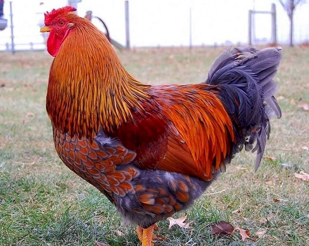 Copper Maran Hühner