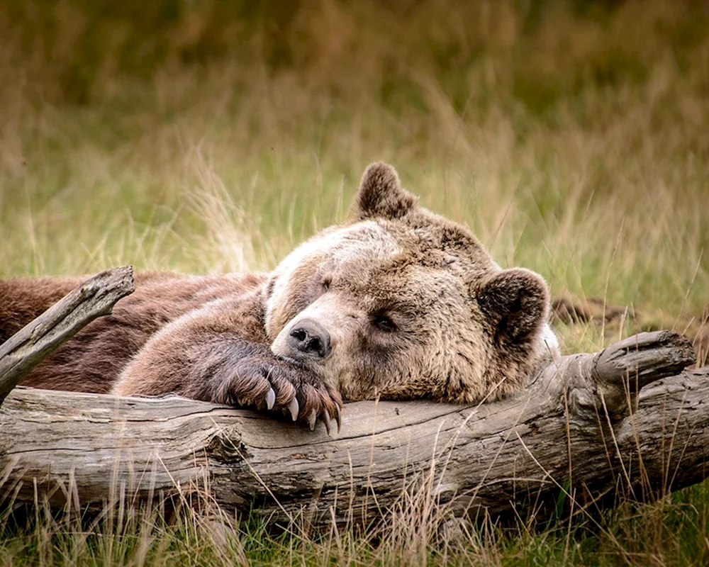 Braunbär