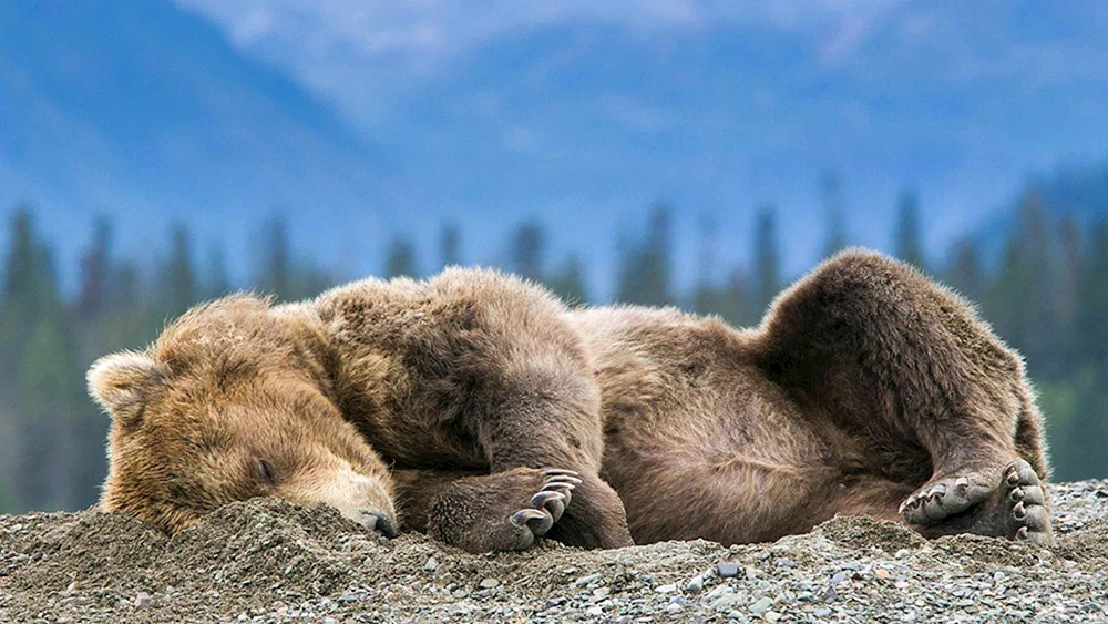 Braunbär in der Höhle